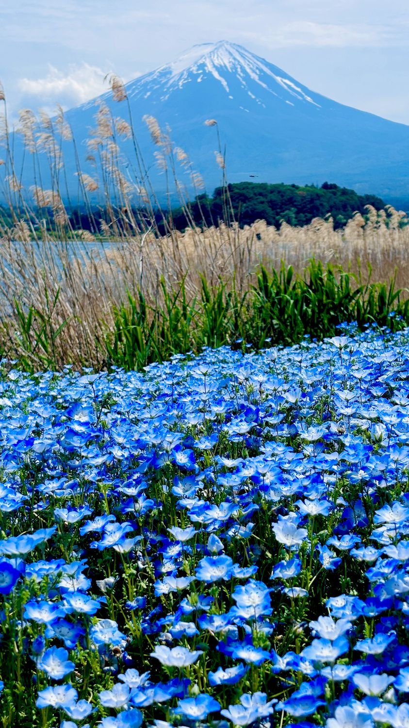 Mt. Fuji above the flower fields at Oishi Park